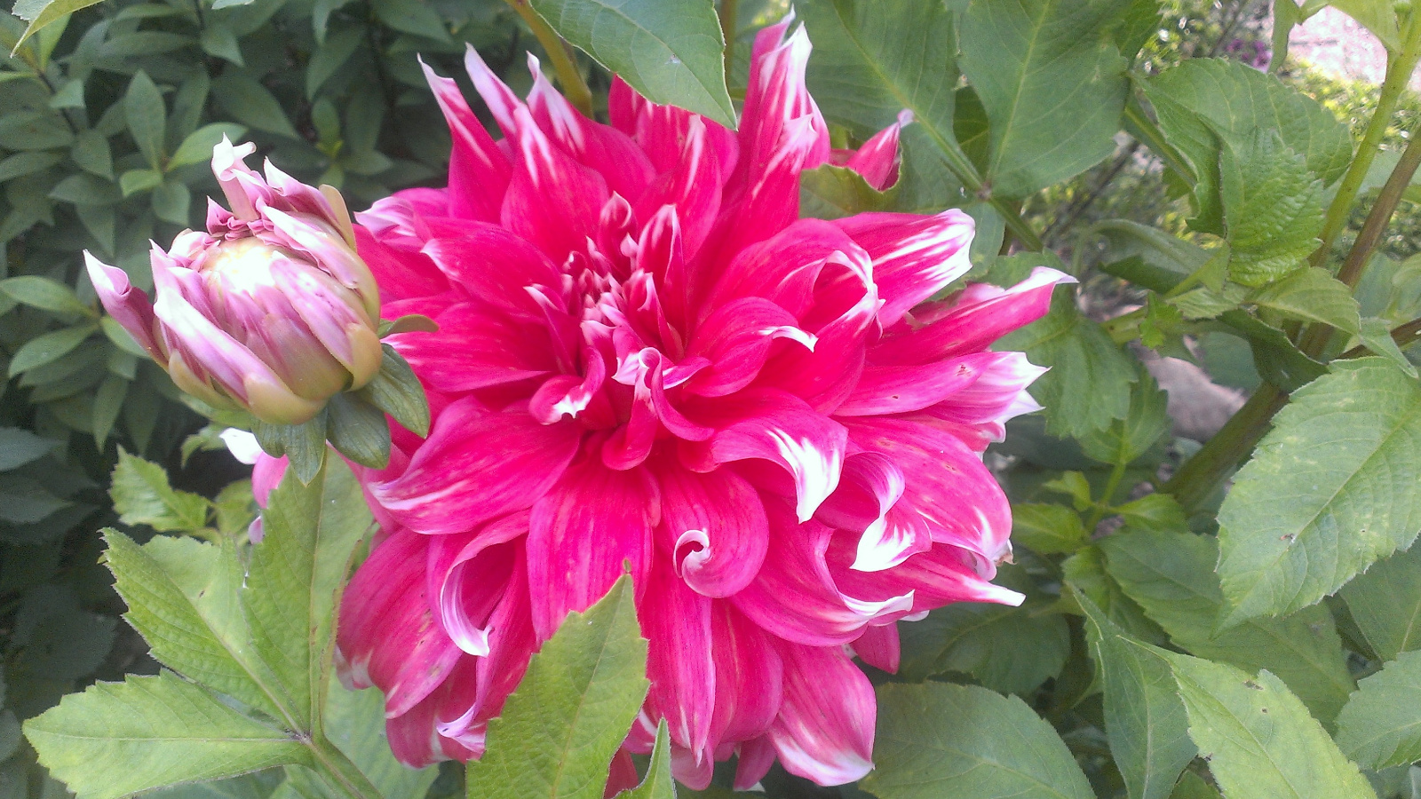 Beautiful Dahlia
